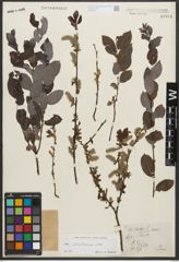 Foto von Salix starkeana Willd.